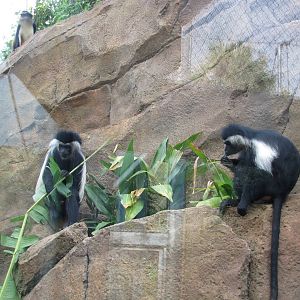 San Antonio Zoo 2010 - Angolan Colobus in Africa Live