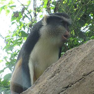 San Antonio Zoo 2010 - Wolfs Guenon in Africa Live