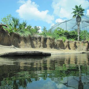 San Antonio Zoo 2010 - Part of Common Hippopotamus exhibit in Africa Live