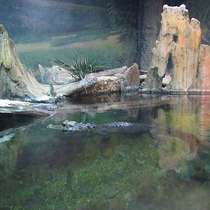 San Antonio Zoo 2010 - Part of Dwarf Crocodile exhibit in Africa Live