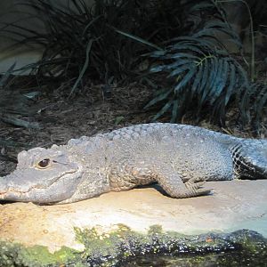San Antonio Zoo 2010 - Dwarf Crocodile in Africa Live