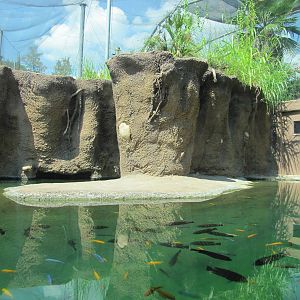 San Antonio Zoo 2010 - Part of Nile Crocodile exhibit in Africa Live