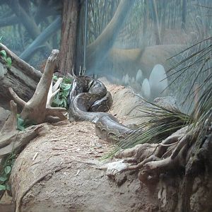 San Antonio Zoo 2010 - Rock Python in Africa Live