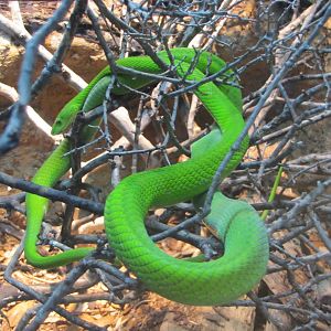 San Antonio Zoo 2010 - Green Mamba in Africa Live