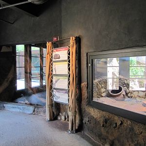 San Antonio Zoo 2010 - General view in Africa Live