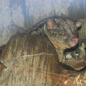 San Antonio Zoo 2010 - African Palm Civet in Africa Live