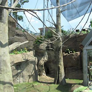 San Antonio Zoo 2010 - Wolfs Guenon exhibit in Africa Live