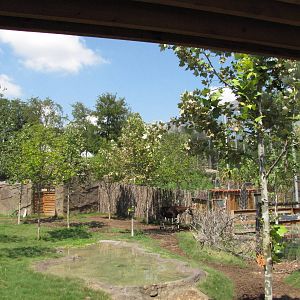 San Antonio Zoo 2010 - Okapi exhibit in Africa Live