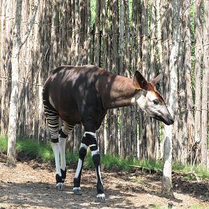 San Antonio Zoo 2010 - Okapi in Africa Live