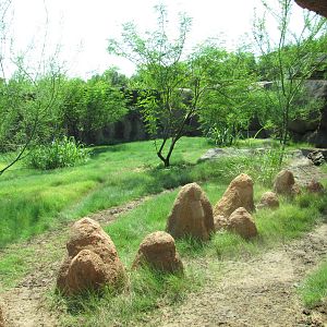 San Antonio Zoo 2010 - Wild Dog exhibit in Africa Live