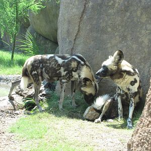San Antonio Zoo 2010 - Wild Dogs in Africa Live