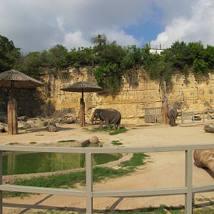 San Antonio Zoo 2010 - Middle part of the controversial Asiatic Elephant ex