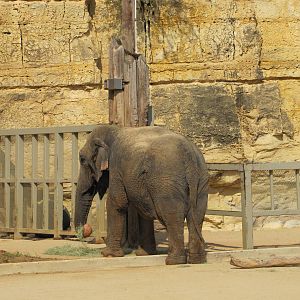 San Antonio Zoo 2010 - Asiatic Elephant