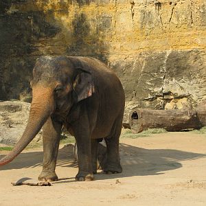 San Antonio Zoo 2010 - Asiatic Elephant