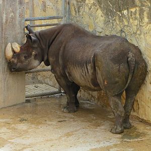San Antonio Zoo 2010 - Black Rhinoceros in the Rift Valley