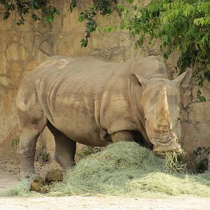 San Antonio Zoo 2010 - White Rhinoceros in the Rift Valley