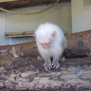 Silvery Marmoset