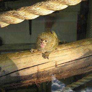 Baby Pygmy Marmoset.