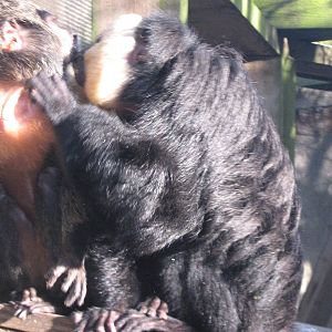 Belle and Dexter White Face Saki's