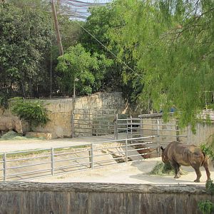 San Antonio Zoo 2010 - White and Black Rhinoceros in the Rift Valley
