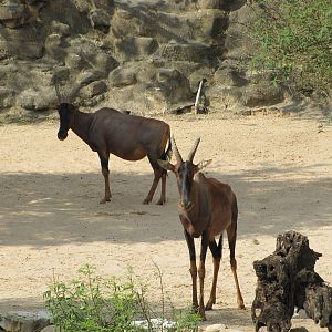 San Antonio Zoo 2010 - Topi Antelopes