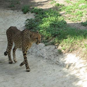 San Antonio Zoo 2010 - Cheetah in the Rift Valley