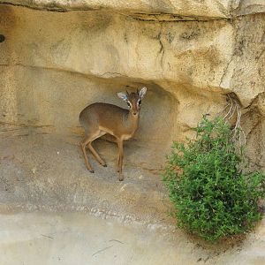 San Antonio Zoo 2010 - Kirks Dik-Dik in the Rift Valley
