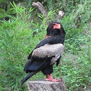 San Antonio Zoo 2010 - Bateleur Eagle in the Rift Valley