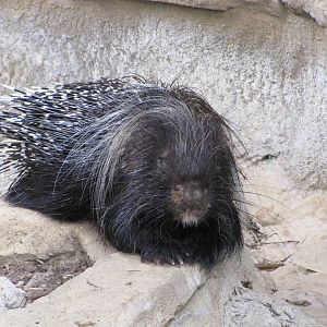 San Antonio Zoo 2010 - Crested Porcupine in the Rift Valley