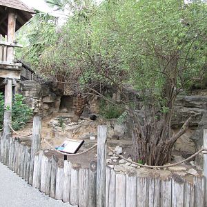 San Antonio Zoo 2010 - Crested Porcupine exhibit in the Rift Valley