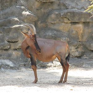 San Antonio Zoo 2010 - Topi antelope