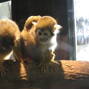 Squirrel Monkey