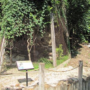San Antonio Zoo 2010 - Black-footed Cat exhibit in the Rift Valley