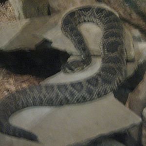 Eastern Diamondback Rattlesnake.