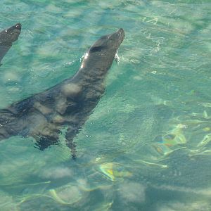 Californian Sea Lion.