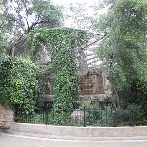 San Antonio Zoo 2010 - Jaguar exhibit in the Amazonia Rain Forest