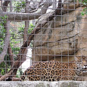 San Antonio Zoo 2010 - Jaguar in the Amazonia Rain Forest