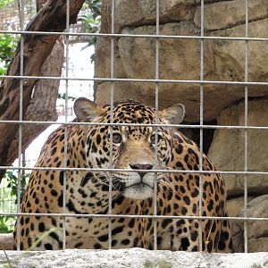 San Antonio Zoo 2010 - Jaguar in the Amazonia Rain Forest