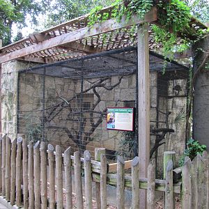 San Antonio Zoo 2010 - Golden Lion Tamarin enclosure in the Amazonia Rain F