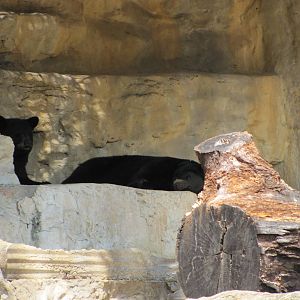 San Antonio Zoo 2010 - American Black Bears