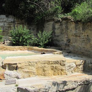 San Antonio Zoo 2010 - Right side of the Grizzly Bear rocky grotto