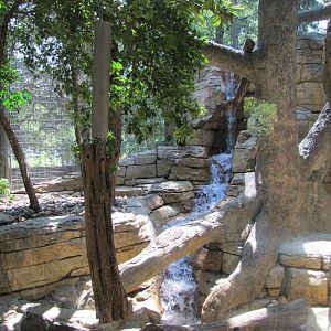 San Antonio Zoo 2010 - Inside the Jaguar exhibit in the Amazonia Rain Fores