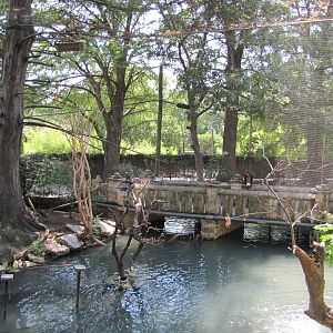San Antonio Zoo 2010 - Inside the mixed exhibit in the Amazonia Rain Forest