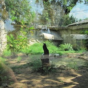 San Antonio Zoo 2010 - Inside the Komodo Dragon exhibit