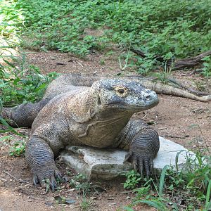 San Antonio Zoo 2010 - Komodo Dragon