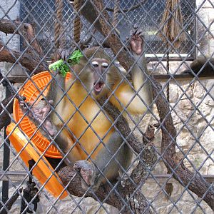 San Antonio Zoo 2010 - Golden-bellied Mangabey
