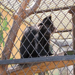 San Antonio Zoo 2010 - Black Mangabey