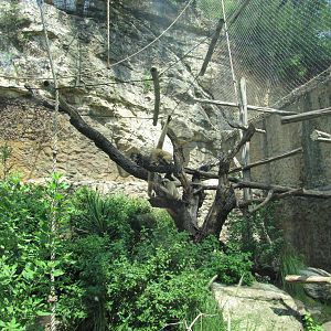 San Antonio Zoo 2010 - Part of the White-cheeked Gibbon exhibit