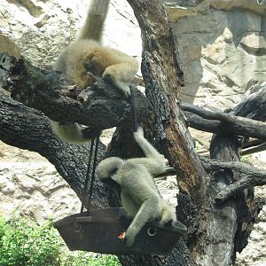 San Antonio Zoo 2010 - White-cheeked Gibbon and young