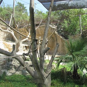 San Antonio Zoo 2010 - Part of the Francois Langur exhibit